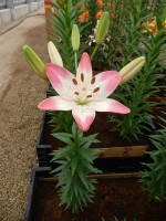 [5040 Sugar Love No02.JPG]